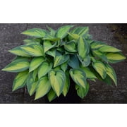 Hosta ventricosa loseedsoo 50 Blue Hosta Seeds for Planting   Hosta ventricosa, Blue Plantain Lily Seeds, Shade Perennial Flower Seeds for Garden, Non-GMO, 50 Count