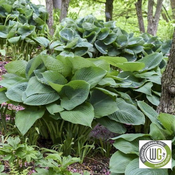 Hosta x 'Big Daddy'Large BlueGreen Foliage  1 Gallon