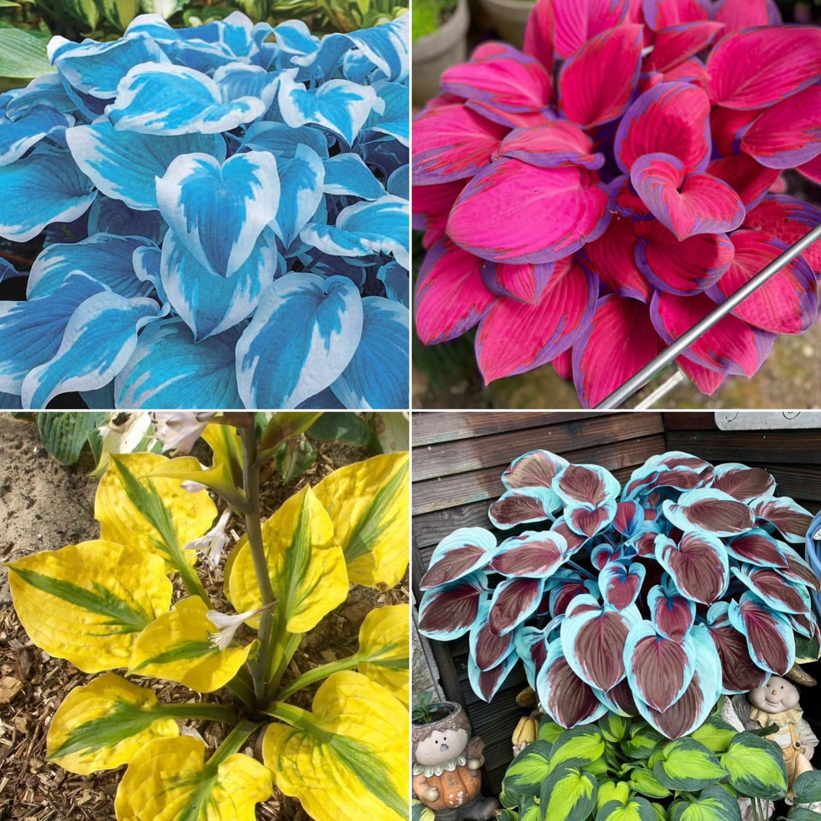 Hostas Bulbs For Planting Bulk Hostas Plants Bulbs Hostas Bulbs Hostas