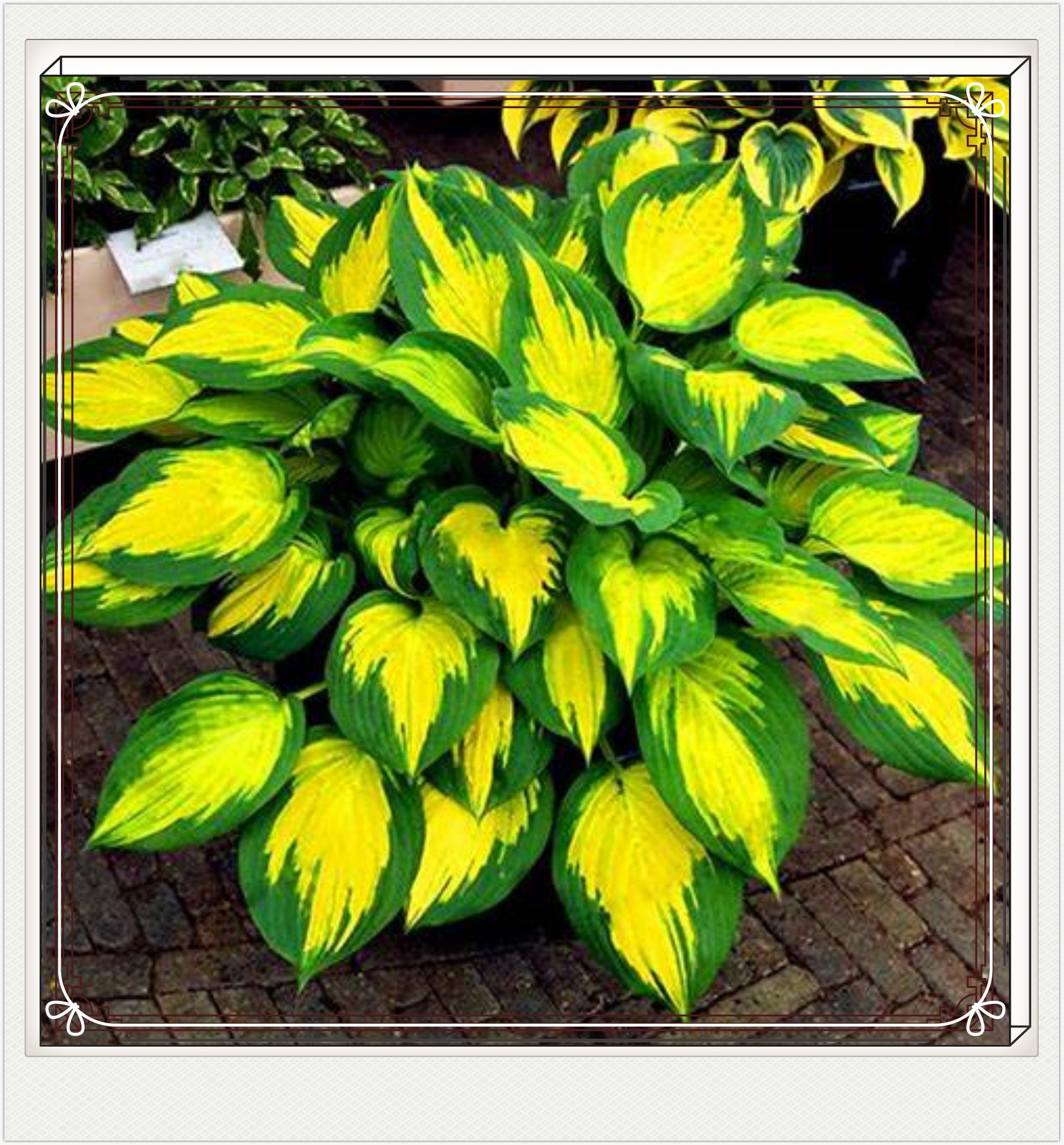 Hostas Bulbs Hostas Plants Ready For Planting Hostas Bulbs For Planting