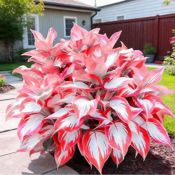 Hostas For Planting-Easy Planting-Perennial-Gardens Decoration Premium Stakes (Halcyon,Non-Artificial)