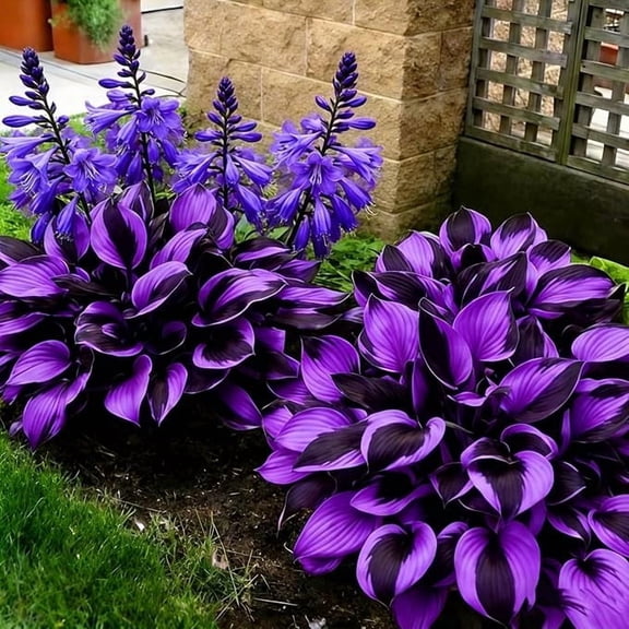 Hostas For Planting-Easy Planting-Perennial-Gardens Decoration Premium Stakes (Halcyon,Non-Artificial)