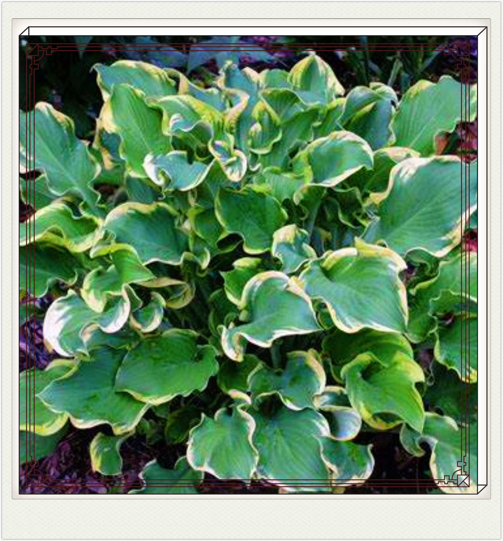 Hostas Plant Hosta Bulbs Bulk Hosta Plants Bulbs Hosta Plants For Sale