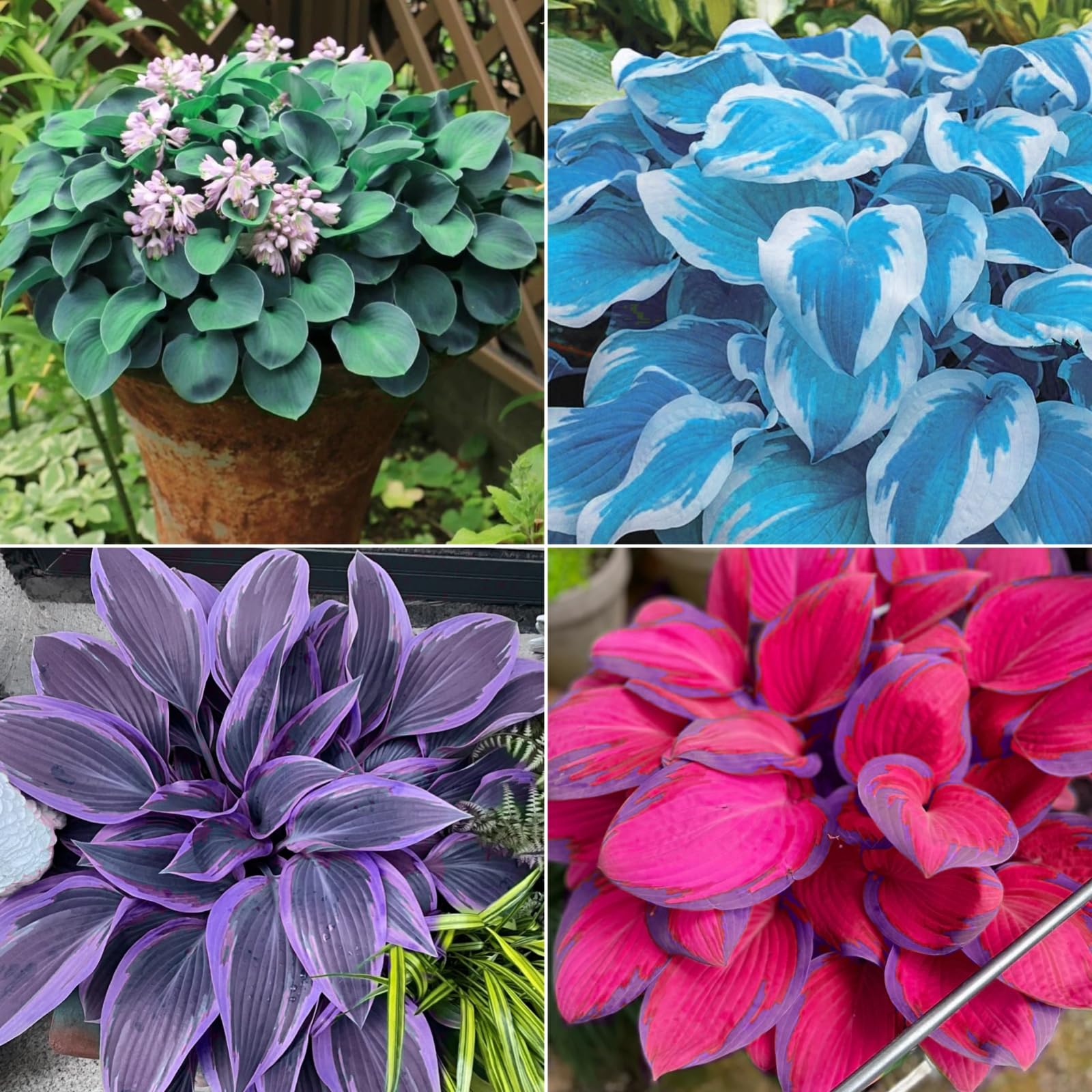 pothos-plants-care-all-there-s-to-know-about-this-houseplant