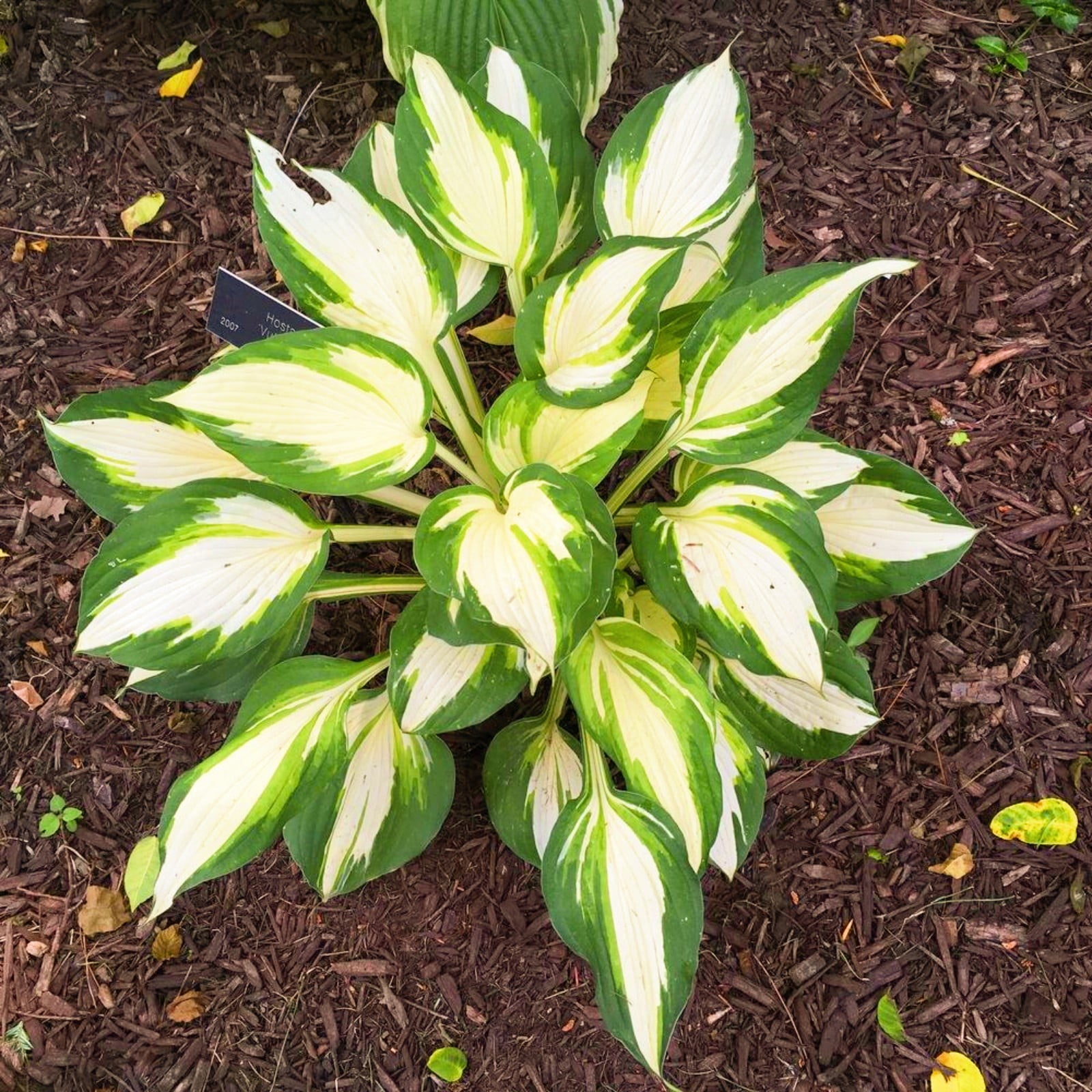 Hostas Plant Hosta Bulbs In Pots Hosta Plants Bulbs Hosta Plants For