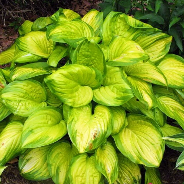 Hostas Plant Hosta Bulbs In Pots Hosta Plants Bulbs Hosta Plants For