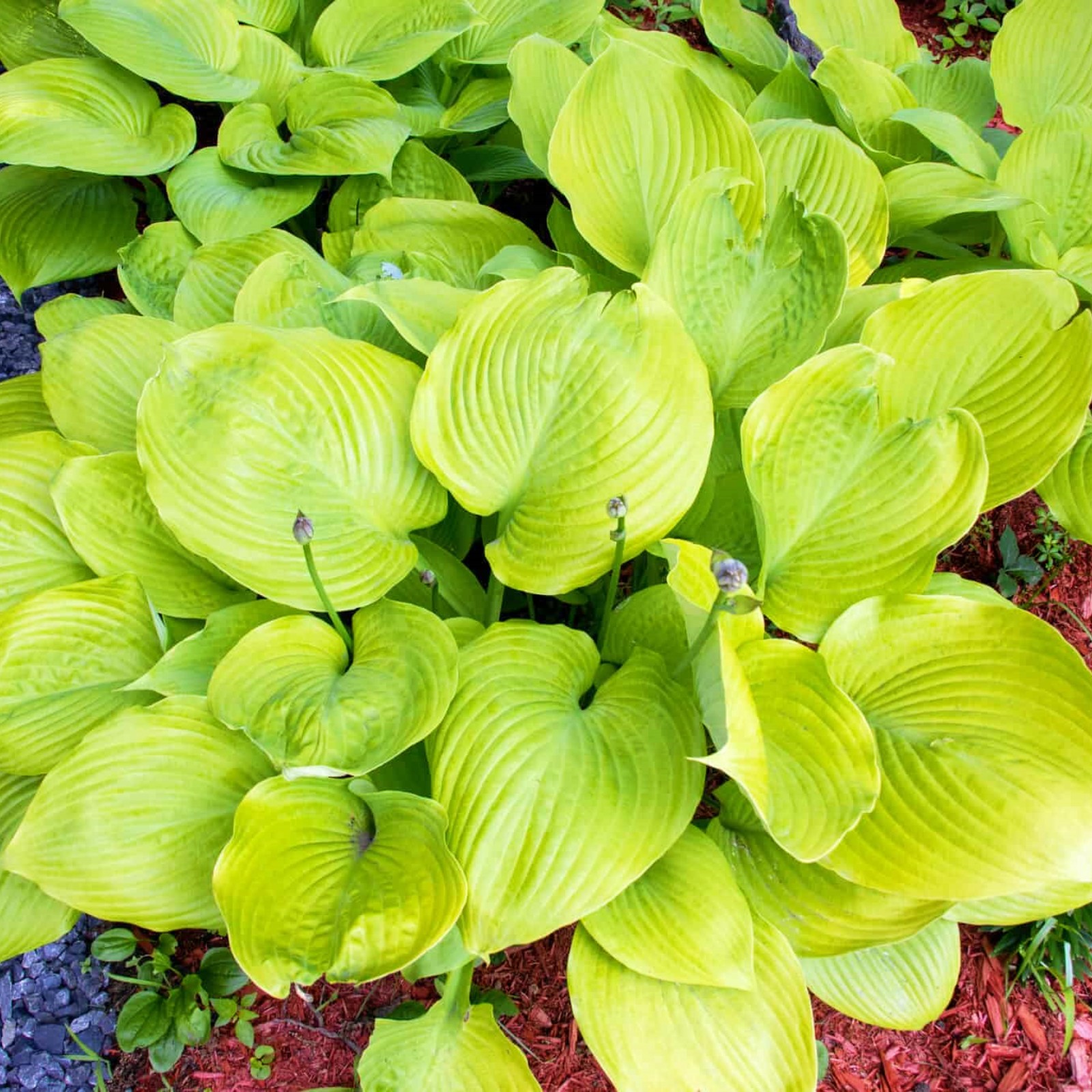 Hostas Plant Hosta Bulbs In Pots Hosta Plants Bulbs Hosta Plants For