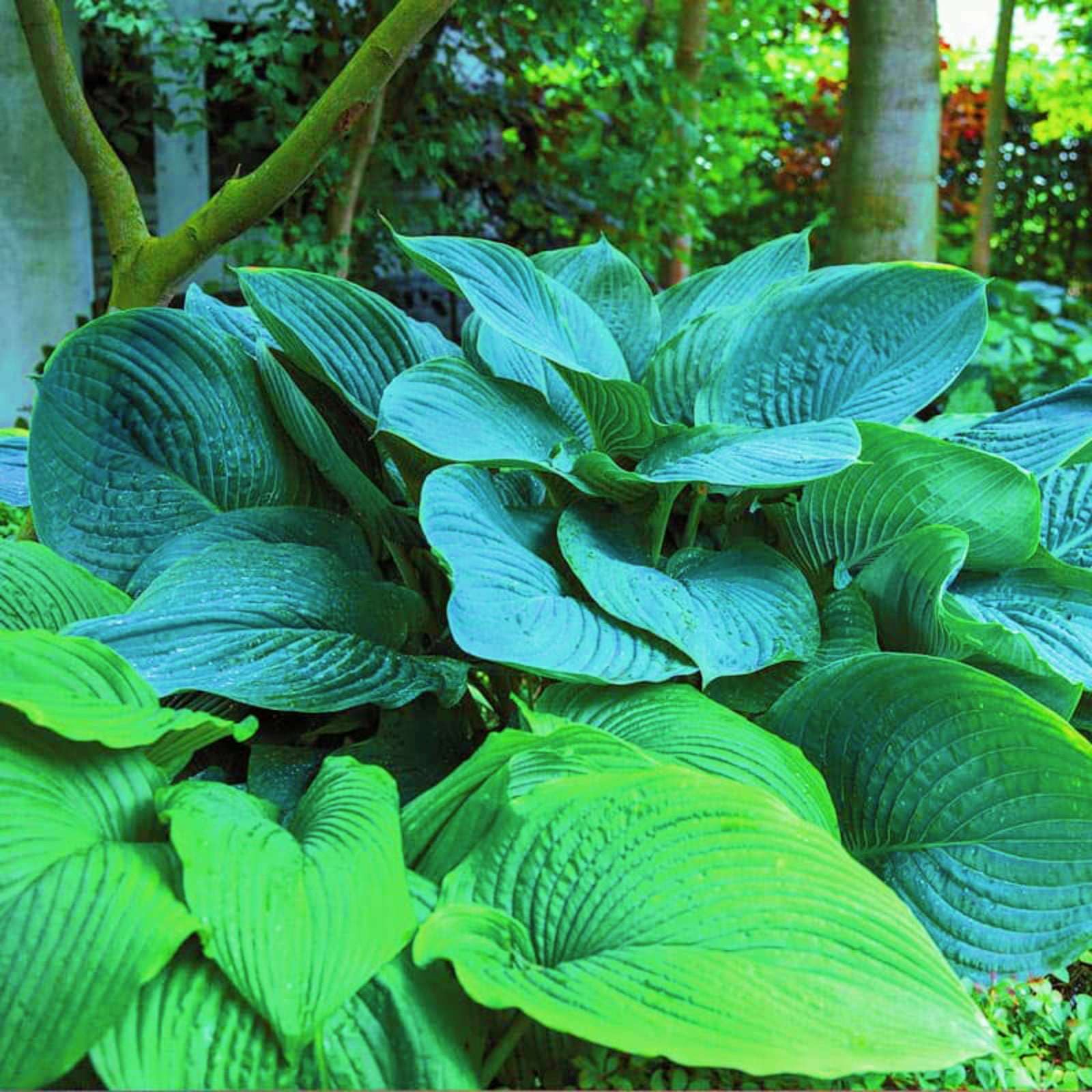 Hostas Plant Hosta Bulbs In Pots Hosta Plants Bulbs Hosta Plants For