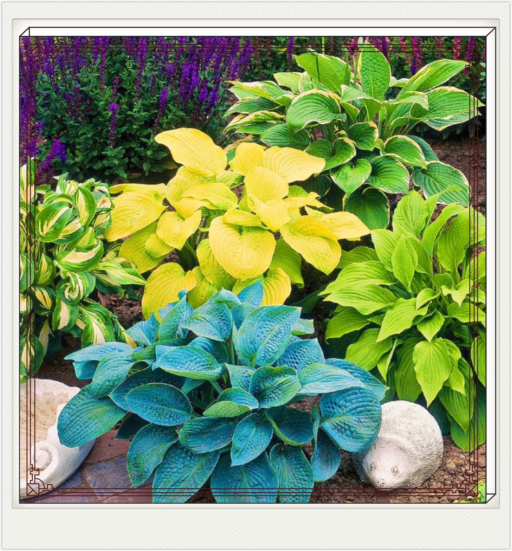 Hostas Plant Hostas Bulbs For Planting Bulk Hosta Plants For Sale