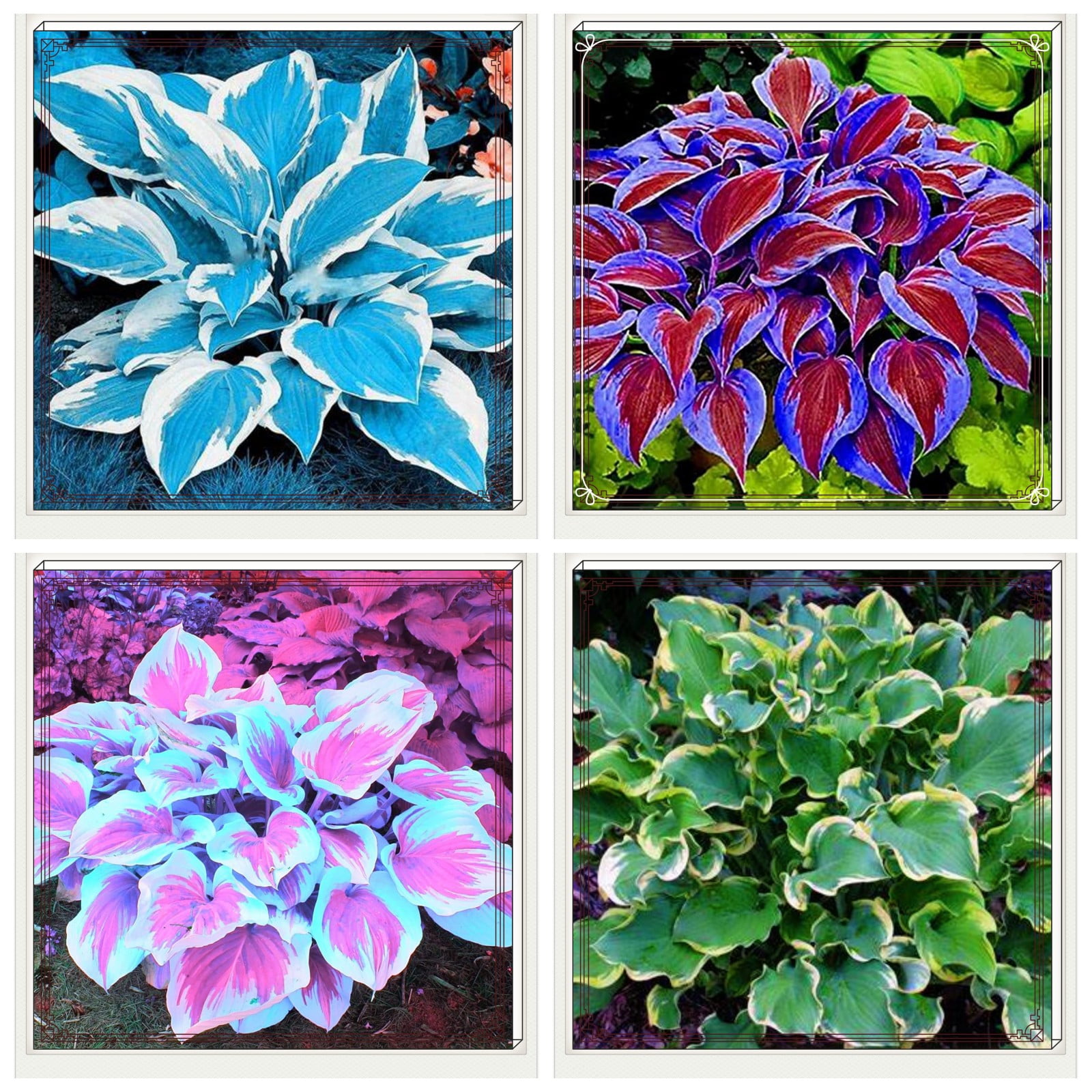 Hostas Plant Hostas Bulbs For Planting Bulk Hosta Plants For Sale