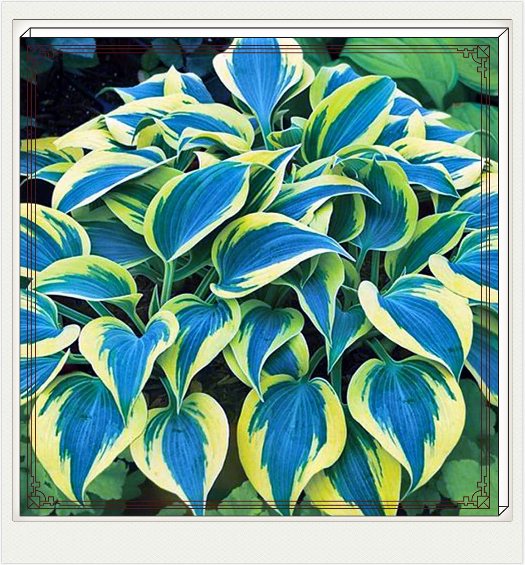 Hostas Plant Hostas Bulbs For Planting Bulk Hosta Plants For Sale