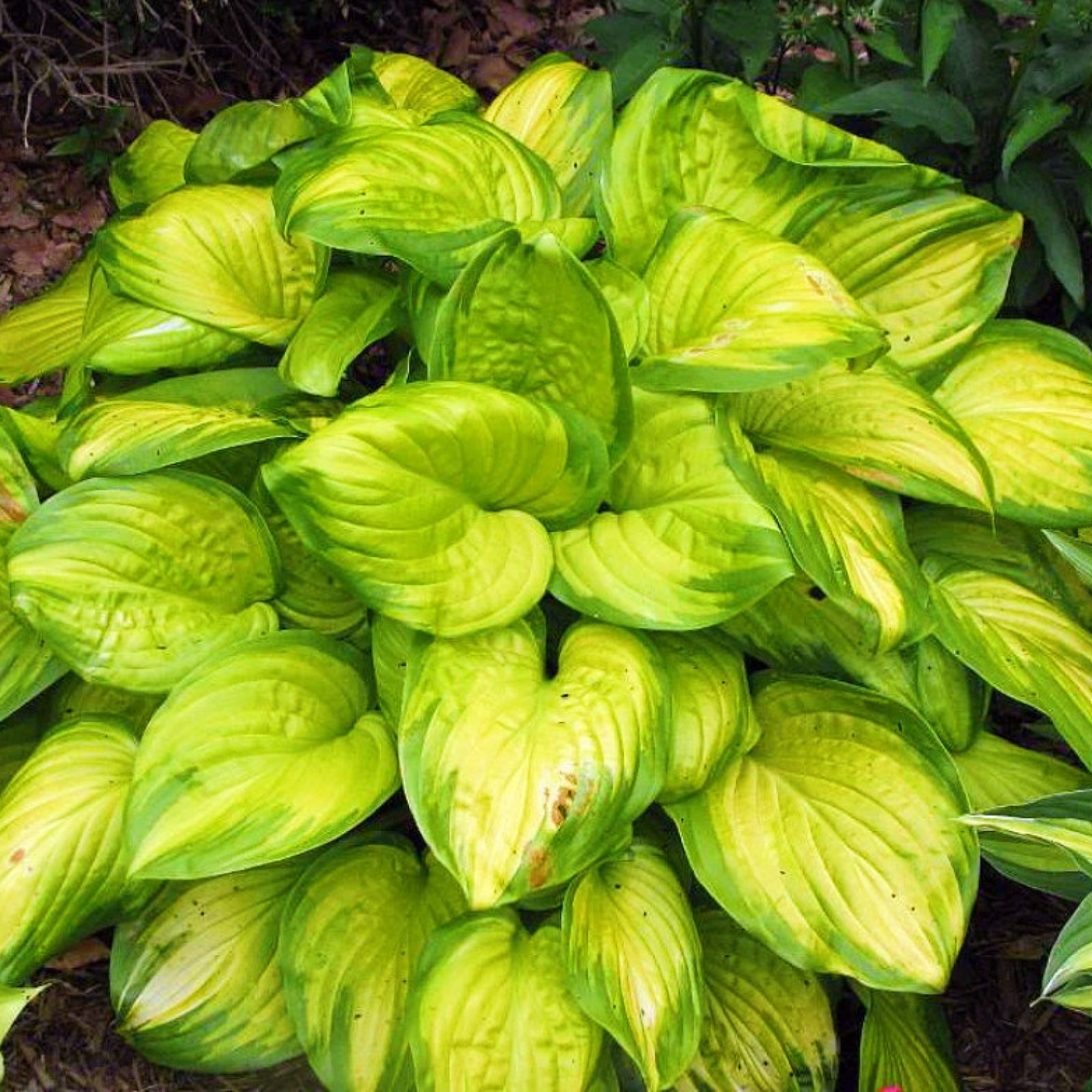 Hostas Plant Hostas Plants Ready For Planting Hosta Bulbs Bulk Hosta