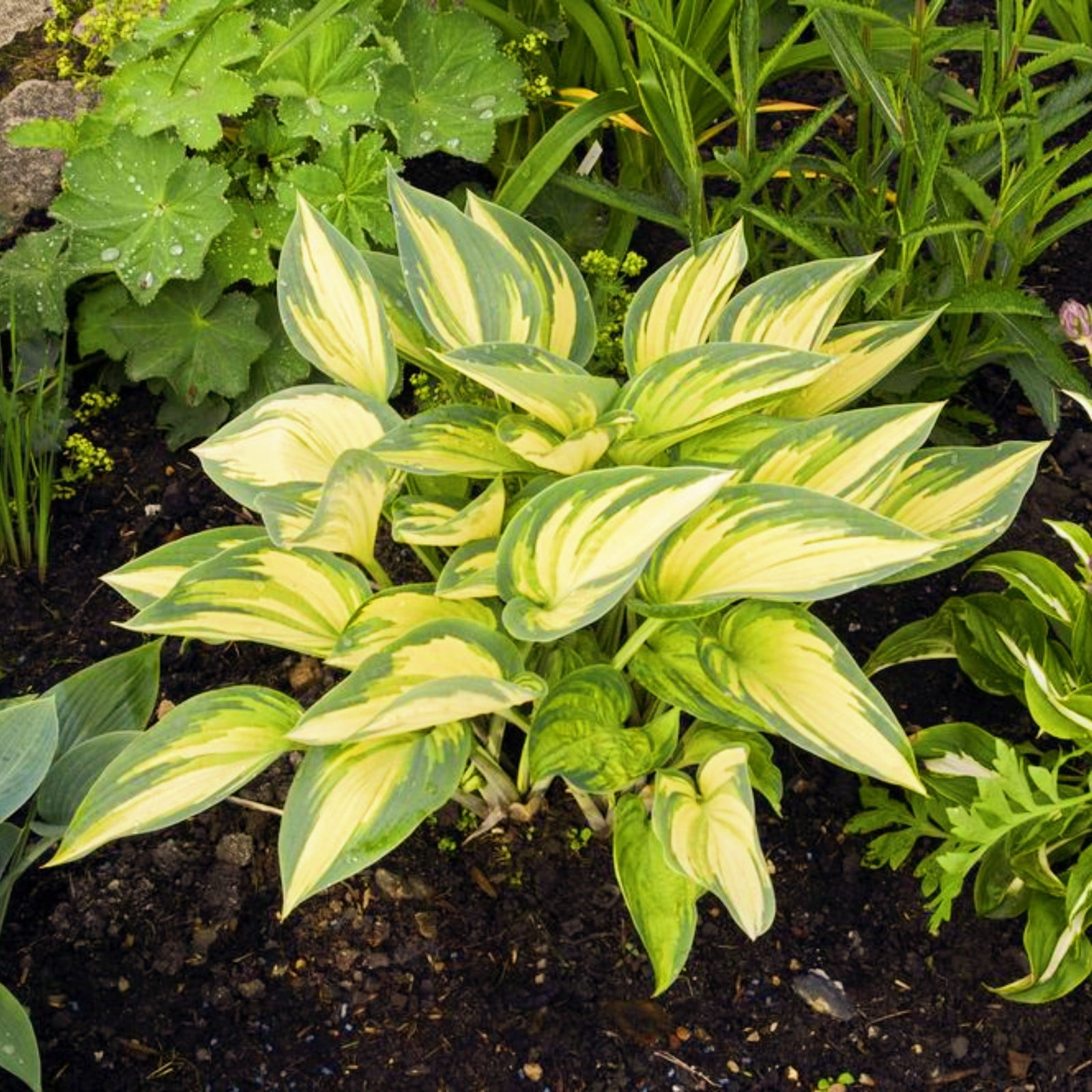 Hostas Plant Hostas Plants Ready For Planting Hosta Bulbs Bulk Hosta ...