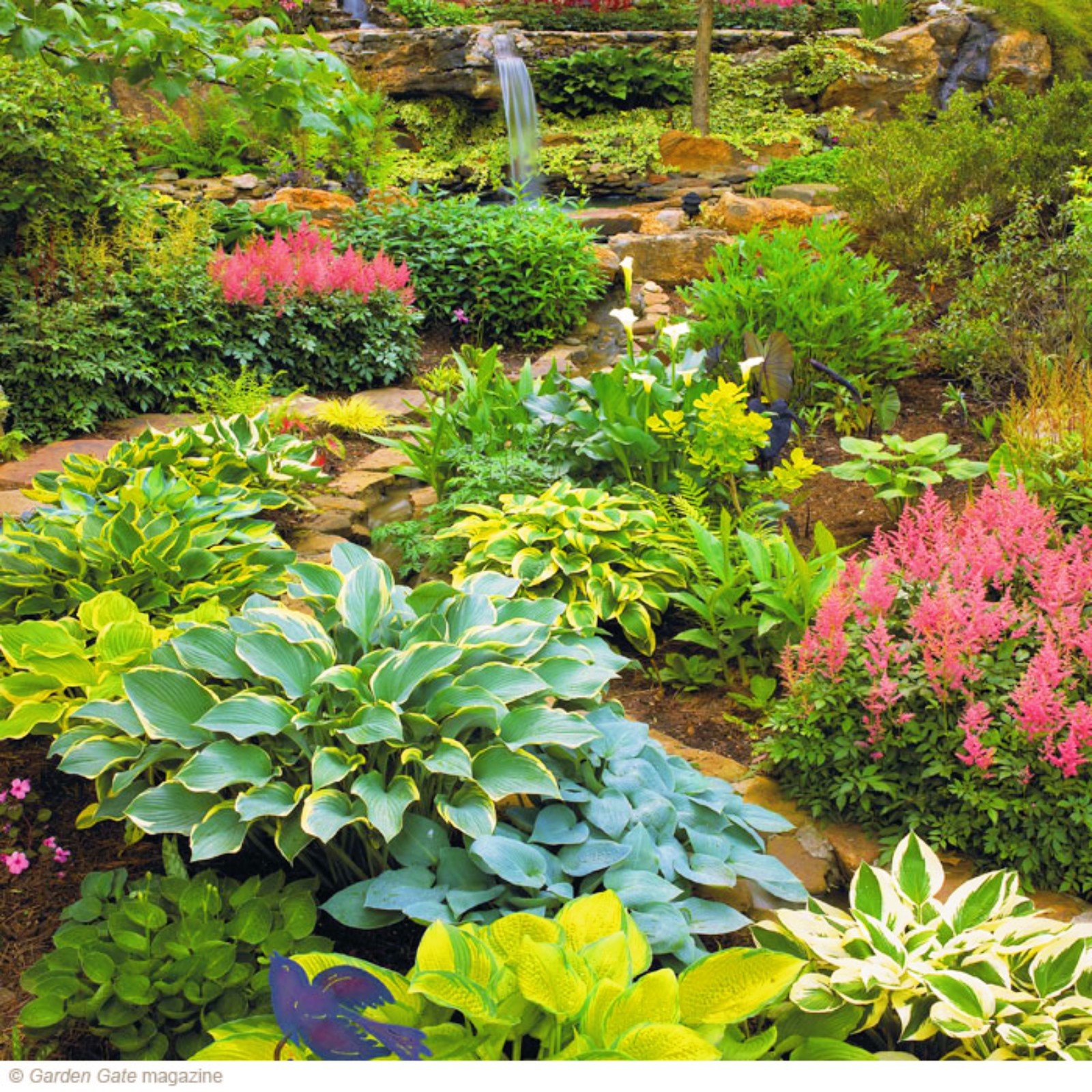 Hostas Plant Hostas Plants Ready For Planting Hosta Bulbs Bulk Hosta