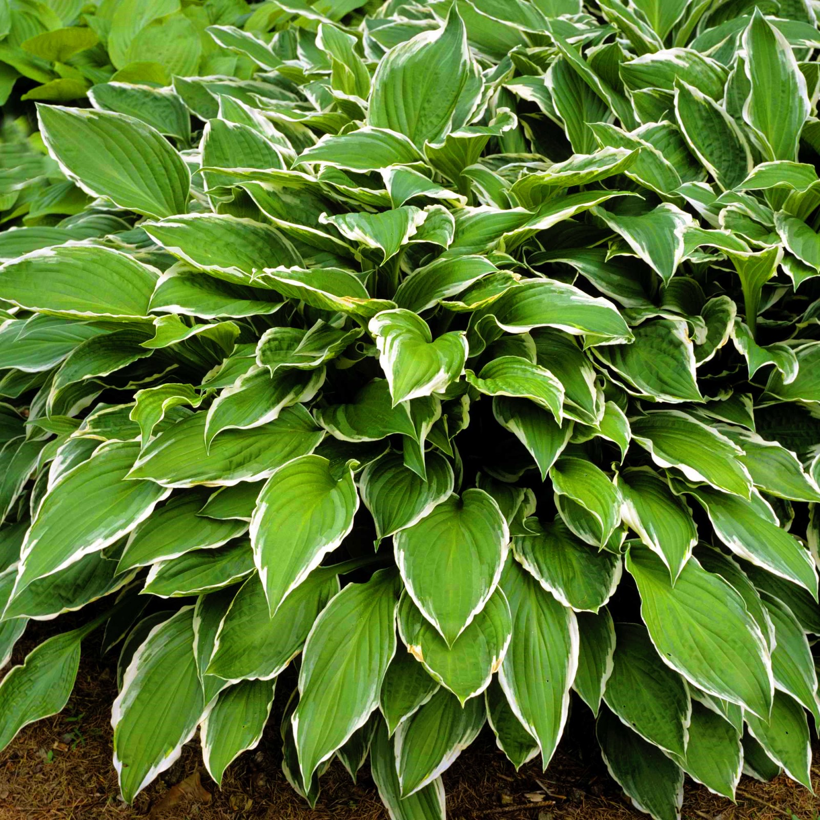 Hostas Plant Hostas Plants Ready For Planting Hostas Bulbs For Planting