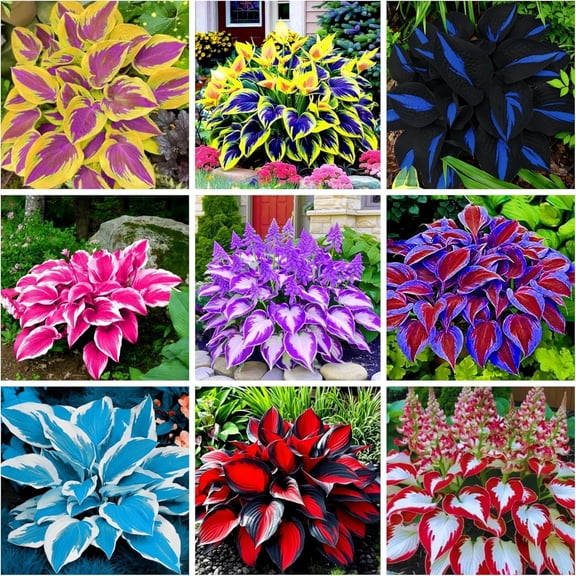 Hostas Planting-(Non-Artificial)-Ornamental-Easy Growing, Premium Garden -Home Decoration-Bloom Year After Year-Beautiful Gift Garden-