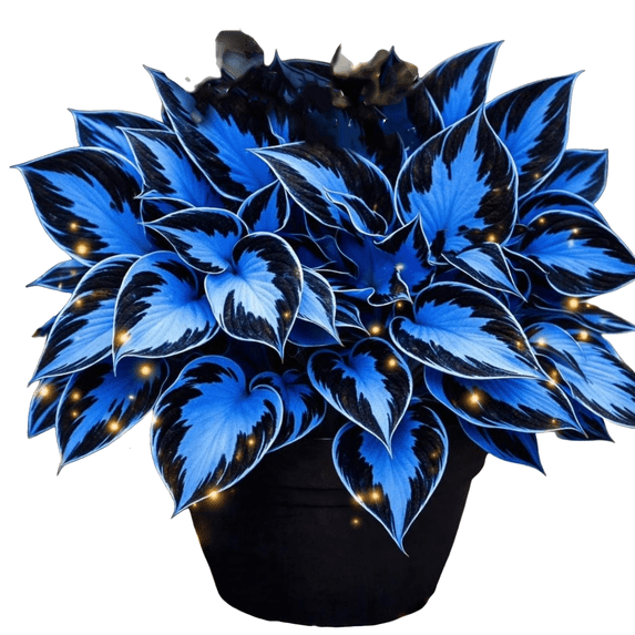 Hostas Planting-(Non-Artificial)-Ornamental-Fast Growing, Premium Garden Stakes-Home Decoration-Bloom Year After Year-Beautiful Gift Garden-