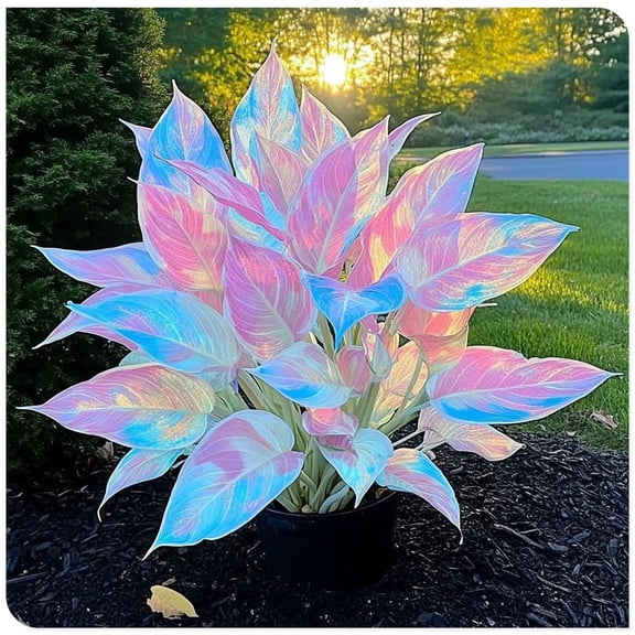 Hostas Planting-(Non-Artificial)-Ornamental-Simple Planting -Home Decoration-Beautiful Gift Garden-Bloom Year After Year