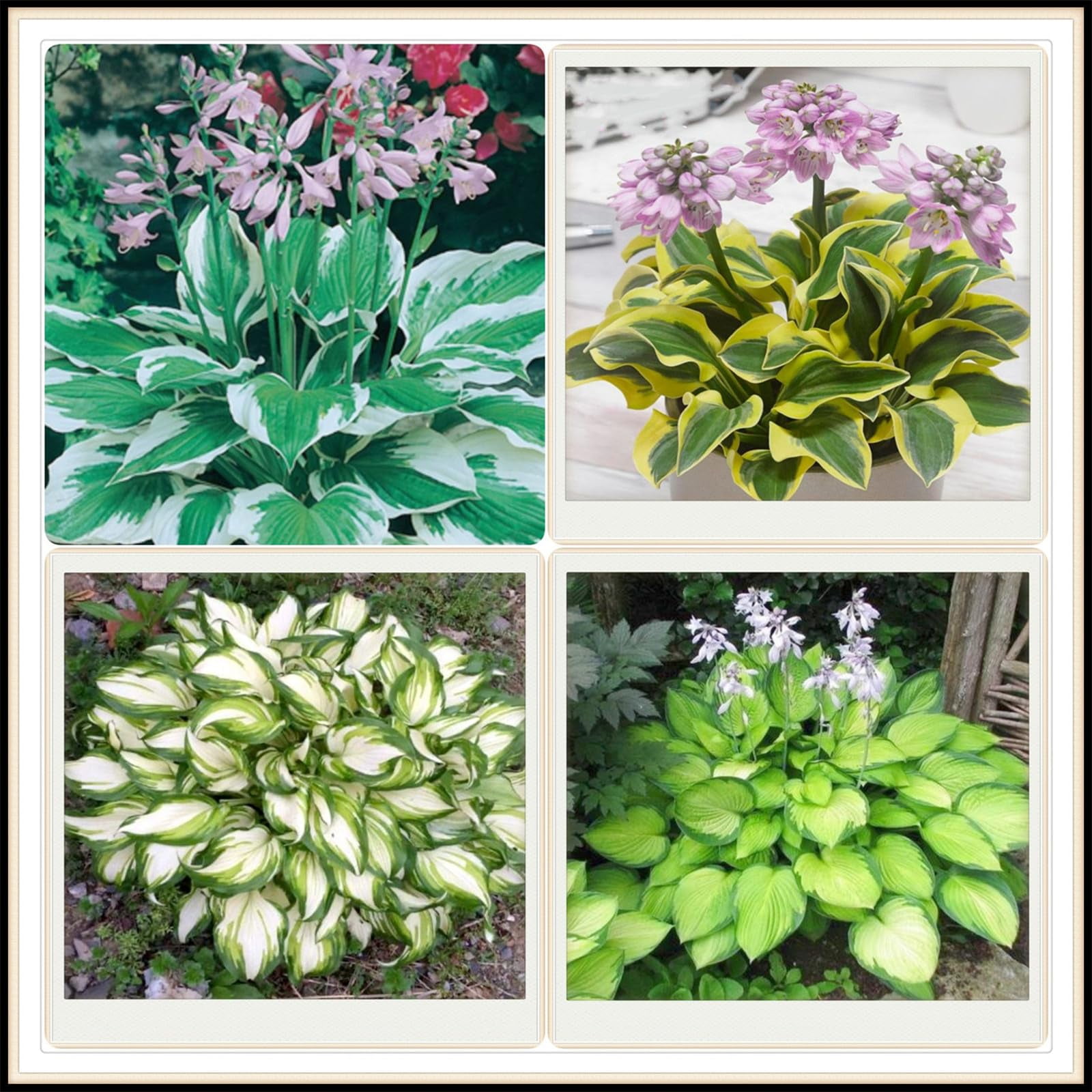 Hostas bulbs mix Hosta bulbs for planting perennial bulk Hosta