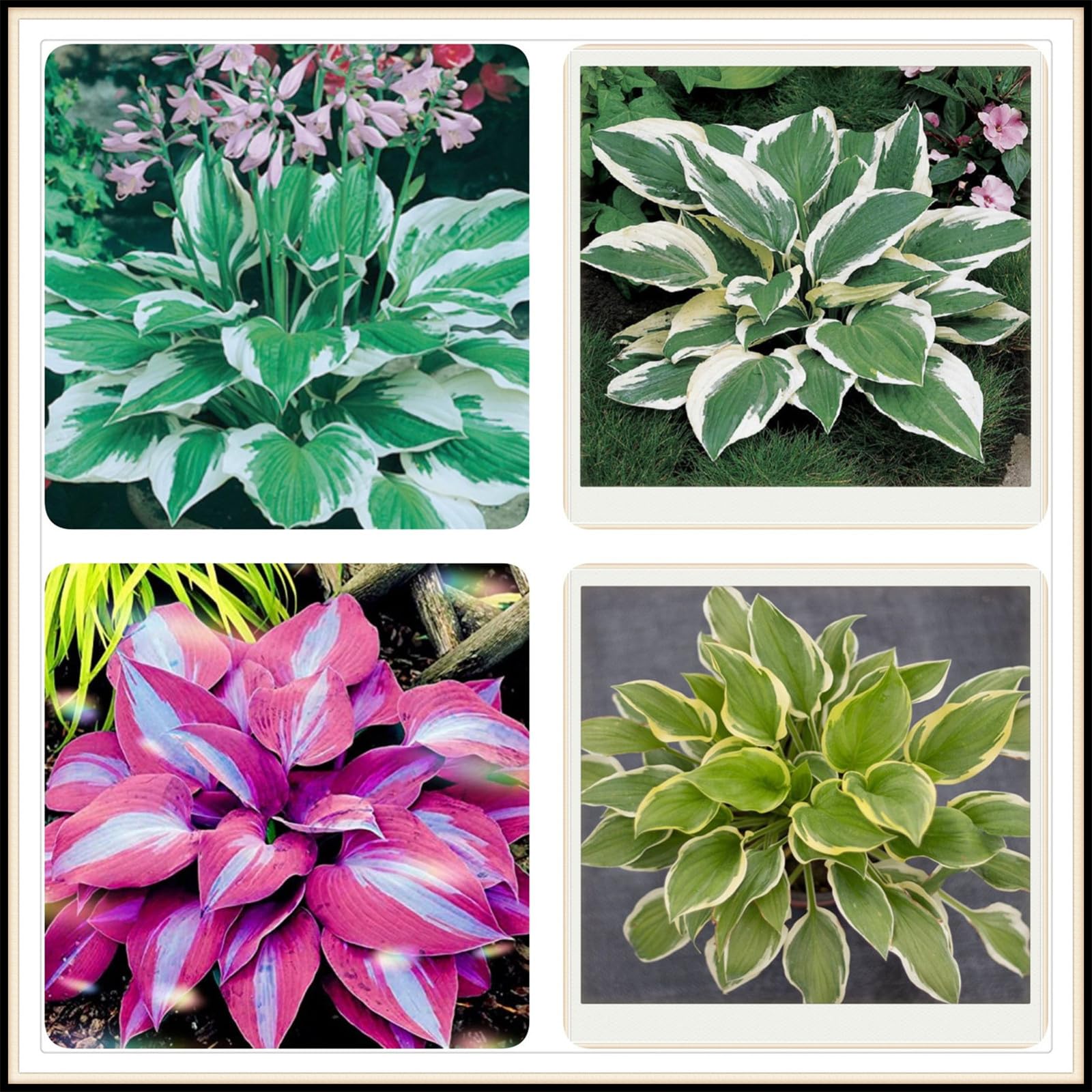 Hostas bulbs mix Hosta bulbs for planting perennial bulk Hosta