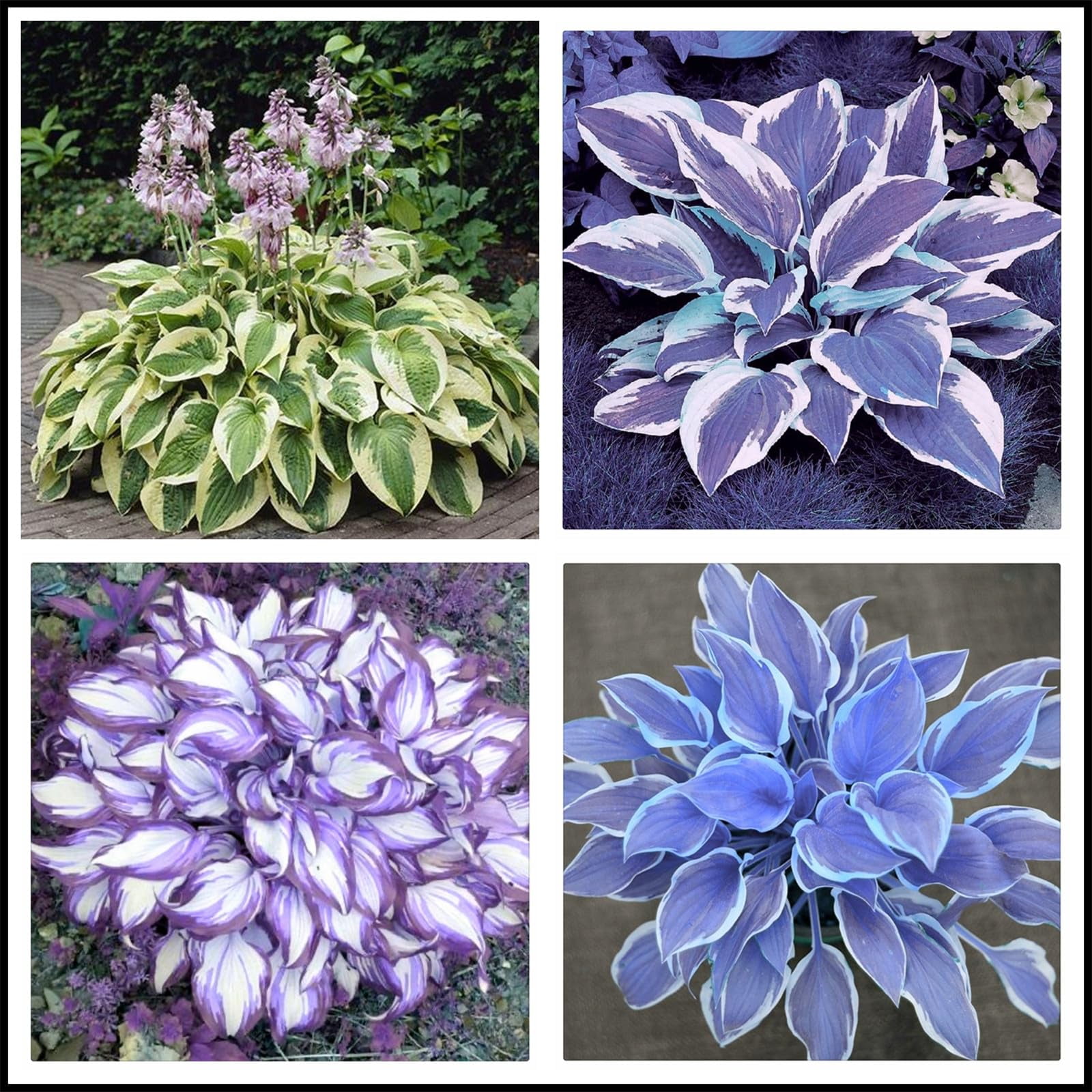 Hostas live plants outdoor ready to plant Hosta plants live for