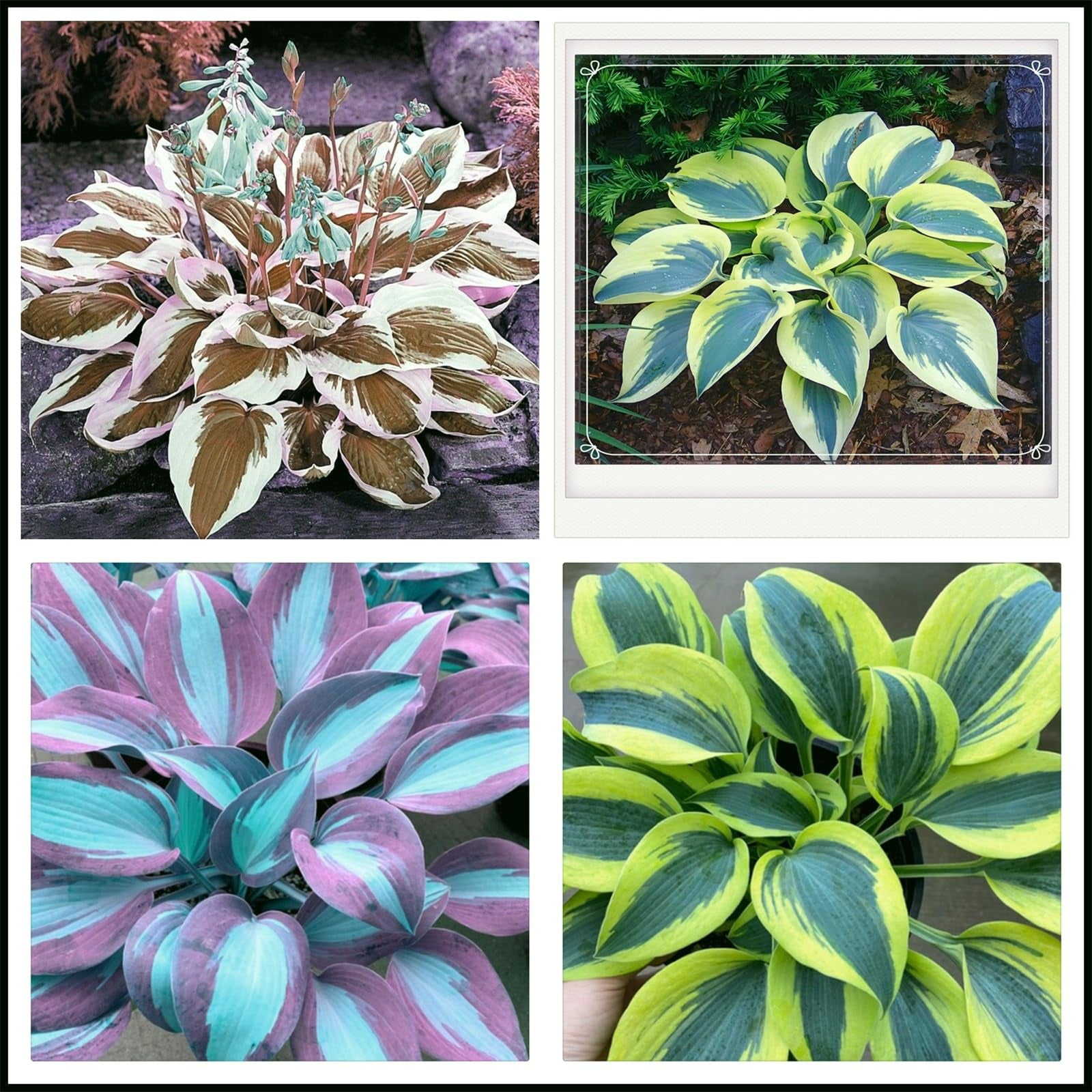 Hostas live plants outdoor ready to plant Hosta plants live for