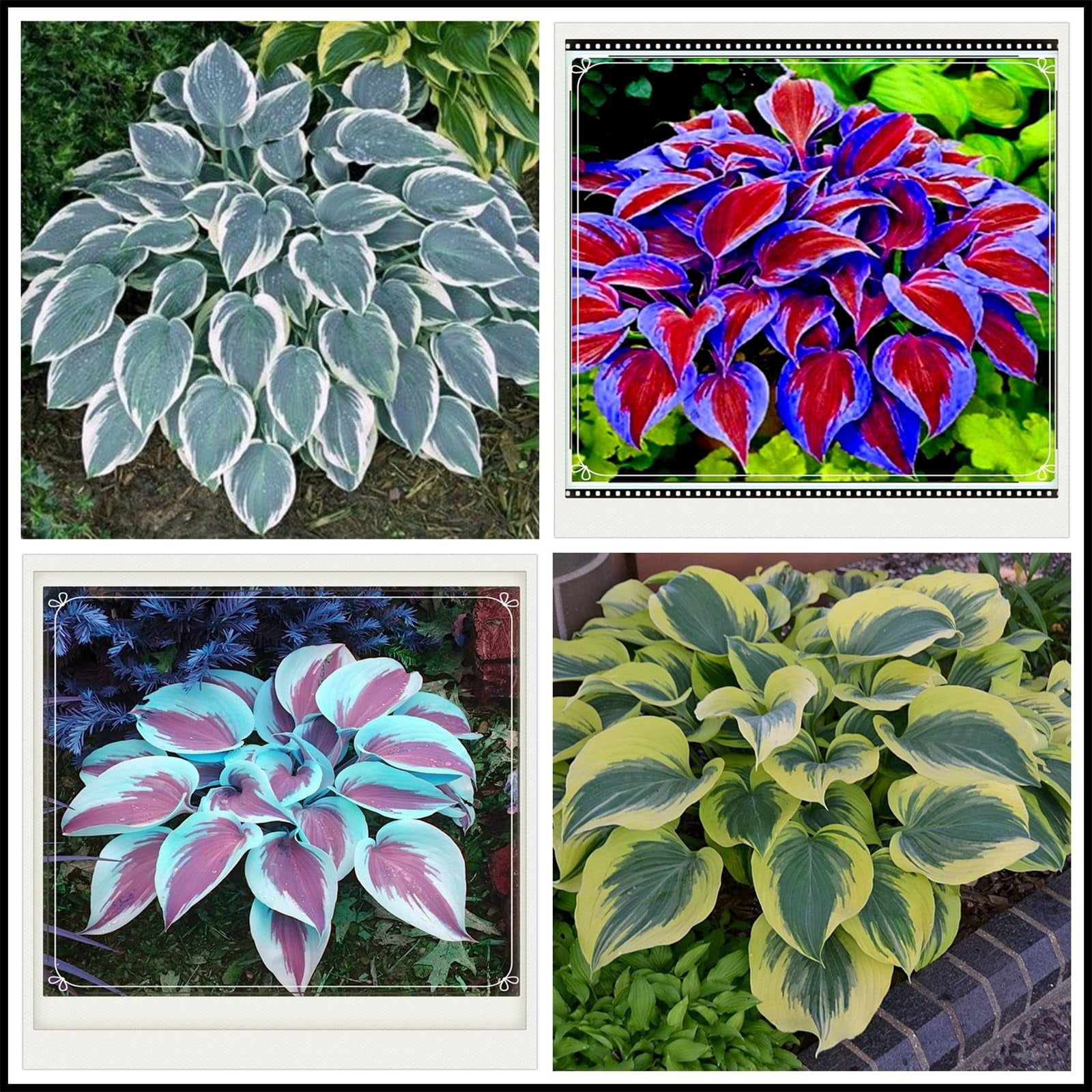 Hostas live plants outdoor ready to plant Hosta plants live for