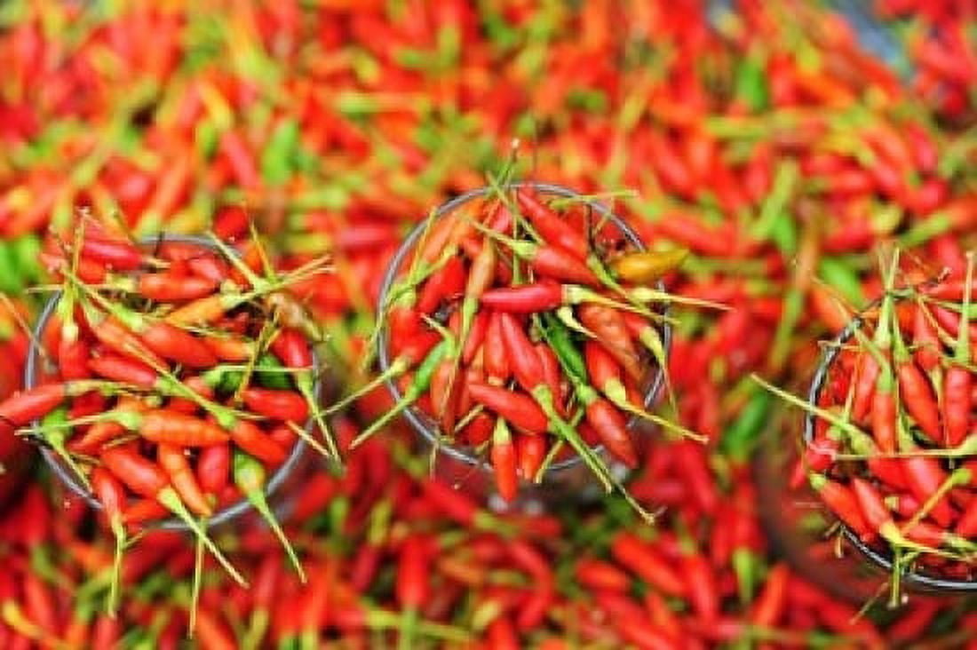 Hot Chili Semporna Borneo Malaysia Canvas Art - Anthony Asael DanitaDelimont (36 x 24)