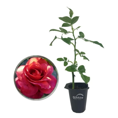 Hot Cocoa Rose Bush - Live Starter Plant in a 2 Inch Growers Pot - Beautifully Fragrant Floribunda Rose - A Versatile Beauty with Large Blooms