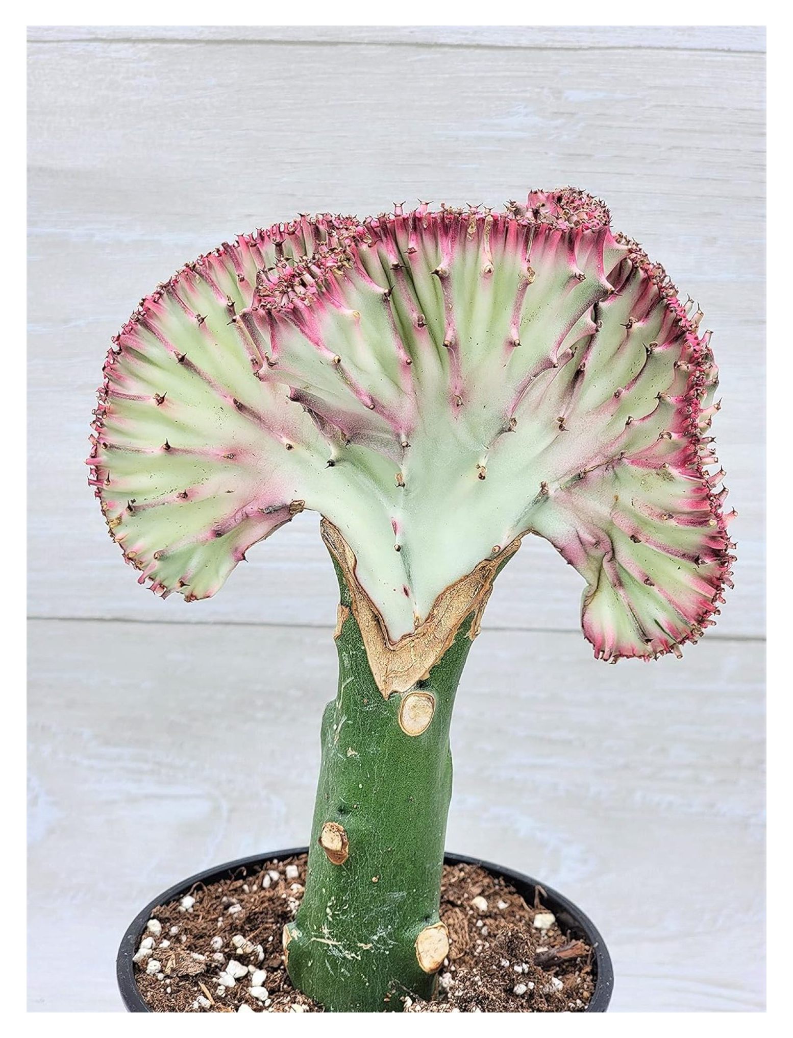 Hot Euphorbia Lactea Cristata in 4 inch Pot,Coral Liberia | Ubuy