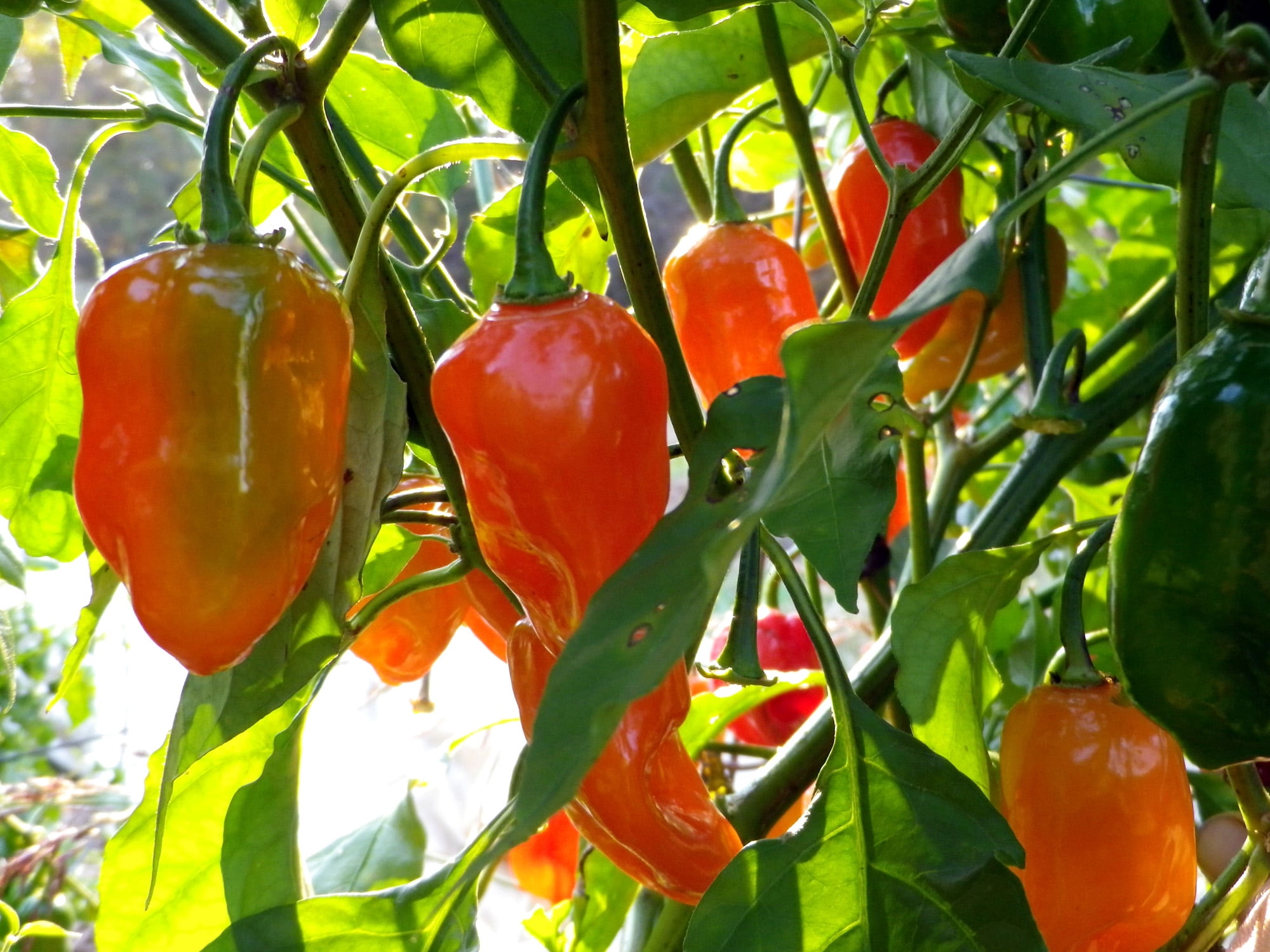 Hot Habanero Pepper Plant - 4" Pot - Great in Sauces and Salsas