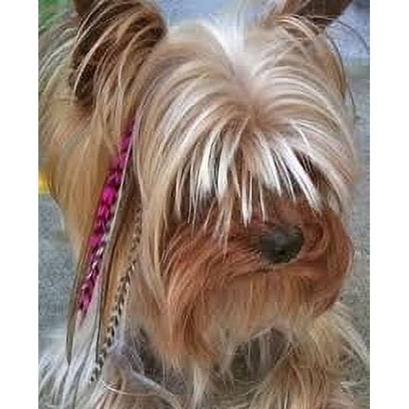 Hot New Pet Craze 5 Pink Grizzly Feather Hair Extensions for Your Dog or Pet