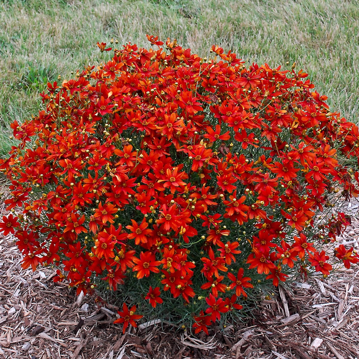 Hot Paprika Coreopsis Dormant Bare Root Flowering Perennial Plant grown