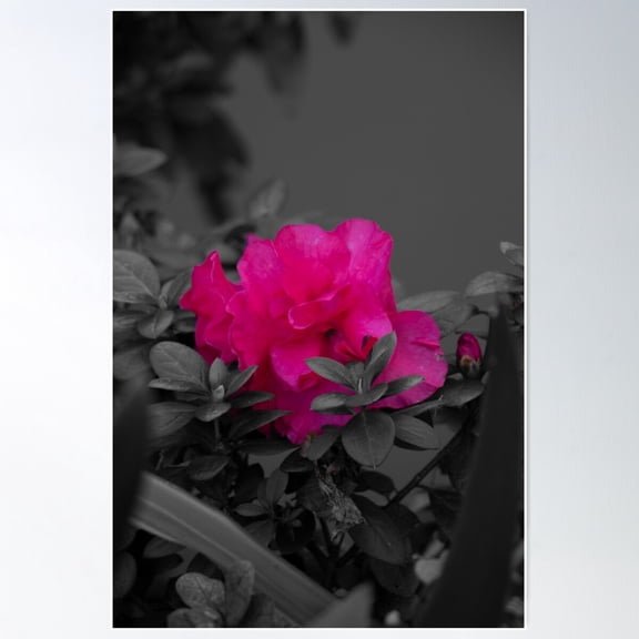 Hot Pink Camellia Flower Poster Wall Art, Modern Wall Decor For Living Room Bedroom, 12x18 UNFRAMED