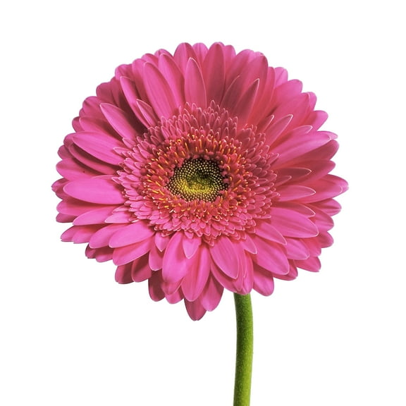Hot Pink Gerberas Farm Direct Fresh Cut Flowers - 100 Stems