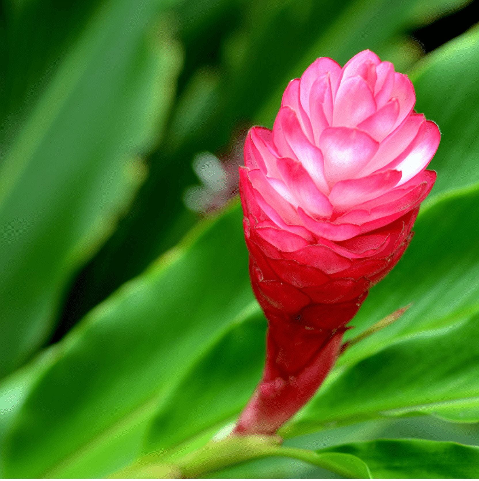 Wellspring Gardens Easy Grow Potted Nursery - Fresh Hot Pink Ginger Live Plant - Alpinia ...