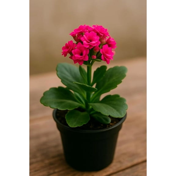 Hot Pink Kalanchoe Starter Live Plant in 2 Inch Pot