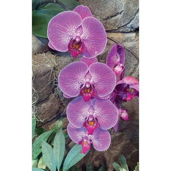 Hot Pink Orchid Journal, (Hardcover)