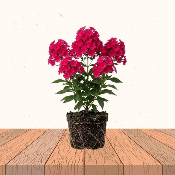 Hot Pink Phlox Plant 3-5 Inches Tall, Phlox Live Plant, Hardy Perennial with Colorful Blooms for Garden and Patio