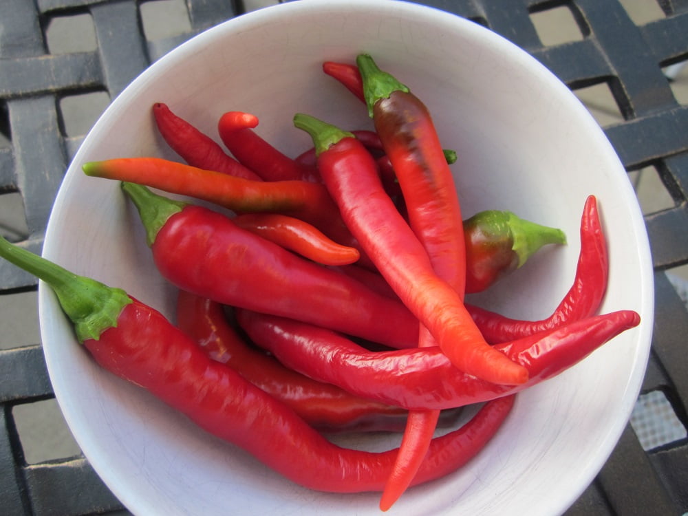 Hot Portugal Pepper - Very Hot - 3.5" Pot