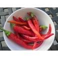 thumbnail image 1 of Hot Portugal Pepper - Very Hot - 3.5" Pot, 1 of 1