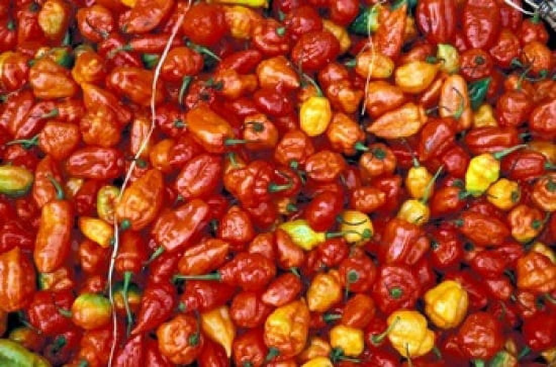 Hot Red Pepper at the Local Market Madagascar Canvas Art - Michele Molinari DanitaDelimont (18 x 12)