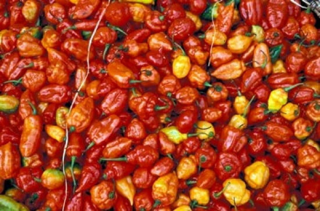 Hot Red Pepper at the Local Market Madagascar Canvas Art - Michele Molinari DanitaDelimont (36 x 24)