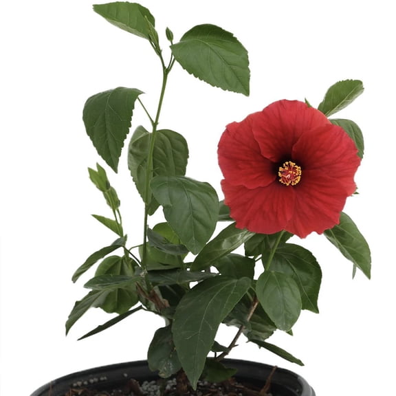 Hot Shot Hollywood Hibiscus Bush - 1 Live Plant in a 10 Inch Pot - Hibiscus rosa sinensis - Dramatic Striking Bright Lush Patio Bush