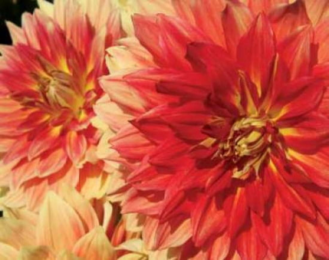 Hot Sun Canvas Art - Maureen Love (22 x 28)
