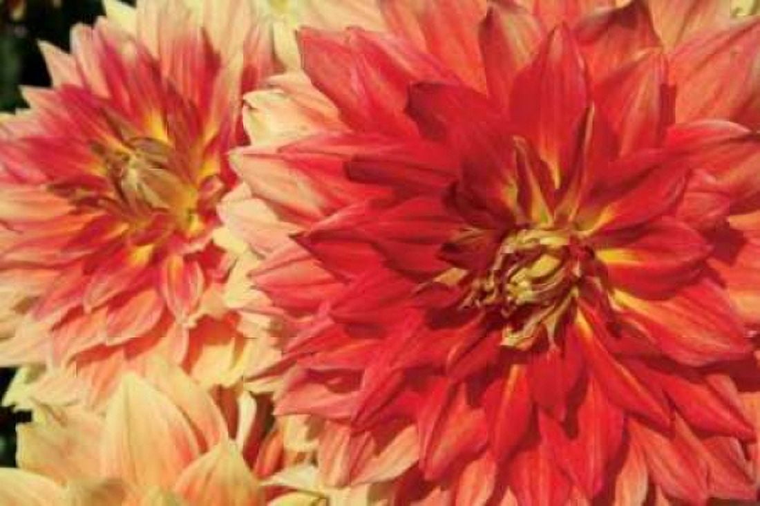 Hot Sun I Canvas Art - Maureen Love (12 x 18)