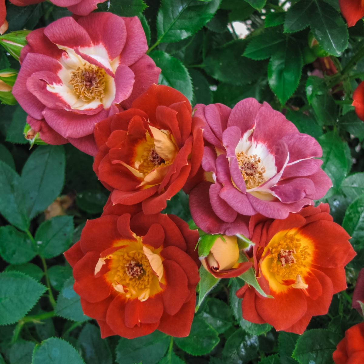 Hot and Sassy Miniature Rose Dormant Bare Root Plant (1-Pack)