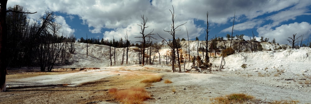 Hot spring on a landscape Angel Terrace Mammoth Hot Springs Yellowstone National Park Wyoming USA Canvas Art - Panoramic Images (12 x 36)