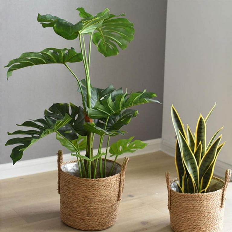 anthurium 5 Anthurium brownii 5