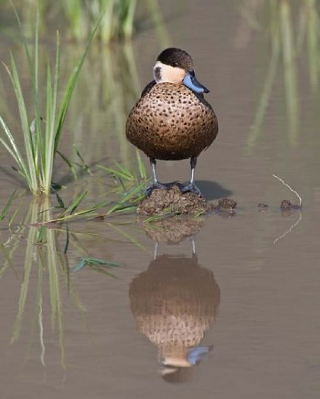 Hottentot Teal duck wading Tanzania Canvas Art - Ralph H Bendjebar DanitaDelimont (14 x 17)